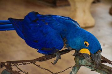 Close-up portrait of a blue hyacinth macaw chewing on wood (Anodorhynchus hyacinthinus)