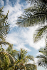 Wall Mural - palm tree pretty Costa Rica 