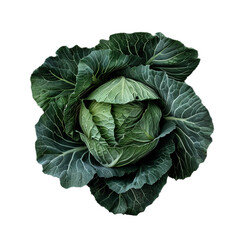 Poster - Fresh, raw, green cabbage with intricate leaf patterns is shown against a white background