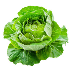 Poster - Fresh and healthy green cabbage, isolated on white background with slight shadow