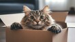 © MetaPixel - Charming fluffy tabby cat joyfully playing inside a cardboard box