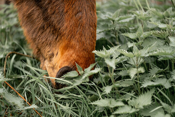 horse eating grass