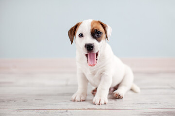 Canvas Print - Portrait of cute Puppy at home