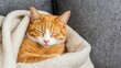 © Jayda_ArtistryHub - Cat curled up in a soft blanket on the couch, with a peaceful expression while napping   cat nap, cozy home