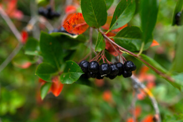 Black berries growing on a green shrub among colorful leaves in a sunny outdoor setting