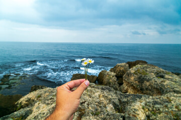 Wall Mural - A man's hand holding daisy flowers.  nature and sea background