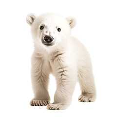 a white bear standing on a white background