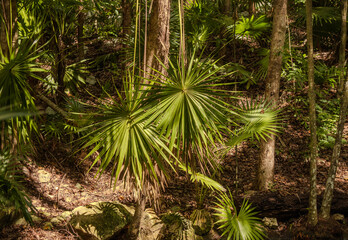 Jungle landscapes of Quintana Roo Mexico