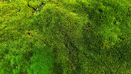 Green moss background texture. Green moss texture. Green moss background.