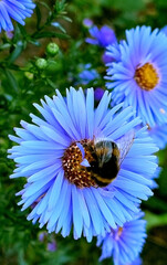 Bumblebee sleeping in purple chrysanthemum flower in the evening in the garden. Selective focus