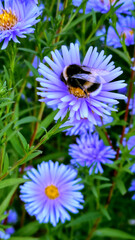 Bumblebee sleeping in purple chrysanthemum flower in the evening in the garden. Selective focus