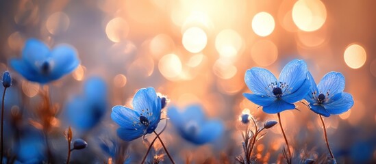 Poster - Blue Flowers in a Field of Golden Light