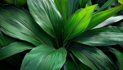 Wall Mural - An lush greenery plant showcasing broad leaves with a bright emerald tone
