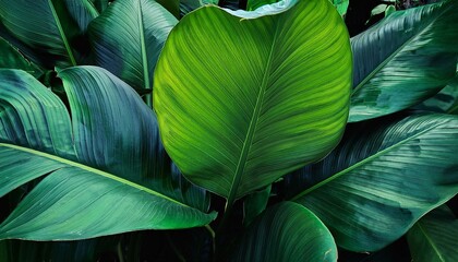 Wall Mural - An lush greenery plant showcasing broad leaves with a bright emerald tone