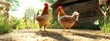 © Arti - Chicken pecking at grains on the ground, soft morning light streaming through the coop