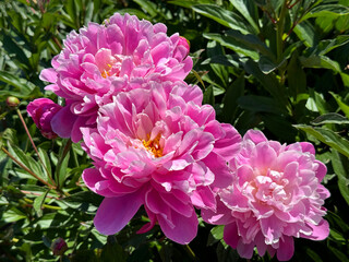 Wall Mural - Peonies flowers beautiful pink paeonia Lactiflora