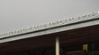 © sissoupitch - Seagulls lined up on the roof of a fish market