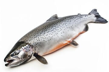 Poster - A single fish lying flat on a white background, great for food or product photography