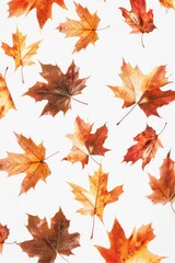 Poster - A collection of variously colored leaves arranged on a white surface