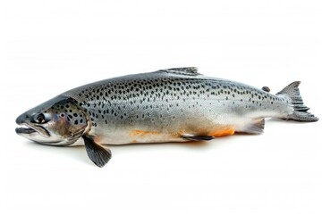 Poster - A fish lying down on a white surface