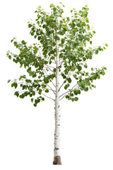 A slender aspen tree with white bark and light green leaves, isolated on transparent background, PNG file