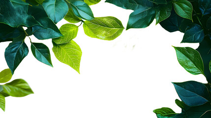 Wall Mural - Corners with green leaves