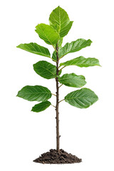 Wall Mural - A young sapling oak tree with vibrant green leaves and thin branches, isolated on transparent background, PNG file, representing new growth and vitality