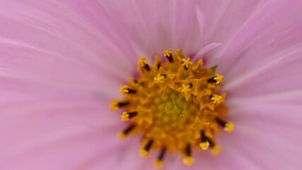 Sticker - video of beautiful cosmos flowers