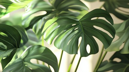 Poster - Lush green monstera leaves thrive indoors, creating a vibrant atmosphere in a bright living space