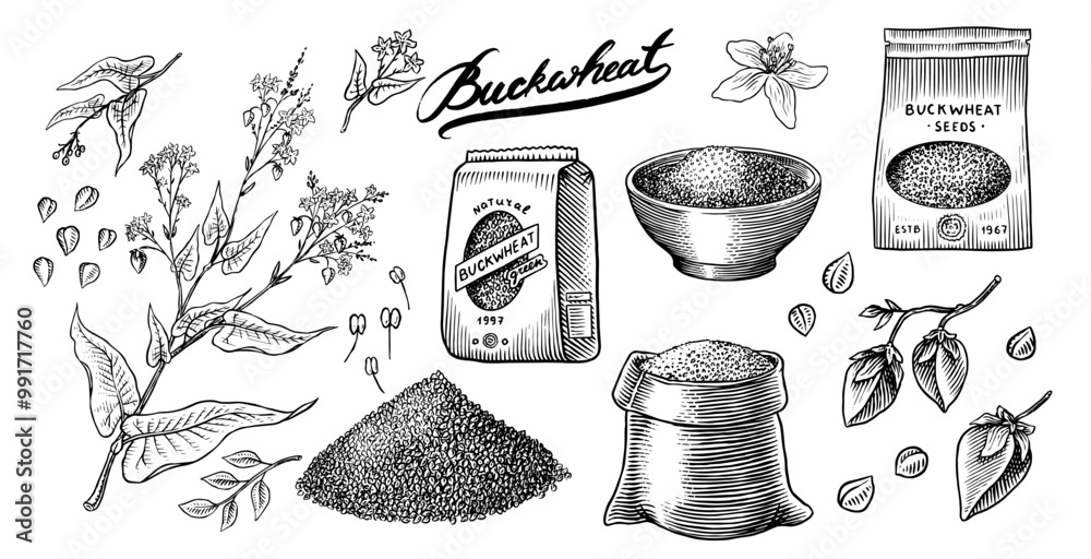 Collection of buckwheat. Engraved, hand drawn plant and buckwheat ...