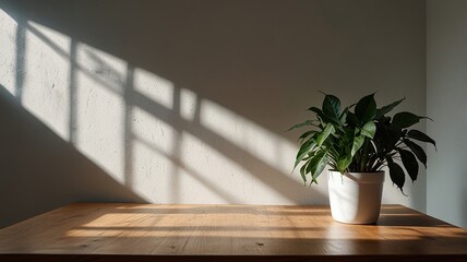 Free New wall background with a sunlight window creates a leaf shadow on the wall with a blurry indoor green plant foreground