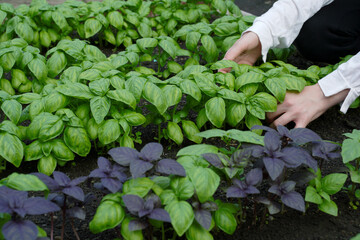 A greenhouse worker deals with the development and growth of young basil.