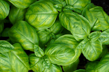 fresh basil leaves in garden. basil leaves closeup. green background basil leaf texture. growing basil in field. concept of growing a natural product.