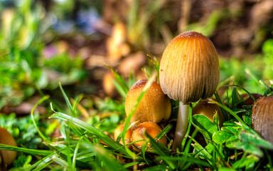 Wild mushrooms on green grass close-up with blurred background on a sunny day.