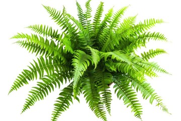 Aufkleber - close-up of a fern plant on a white background, perfect for nature-inspired designs and illustration