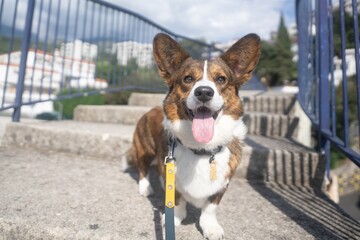 Corgi dog portrait