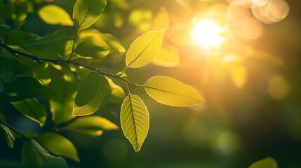 Wall Mural - A leafy tree branch is bathed in sunlight