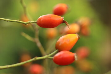 The red fruits of rose hips are used in medicine.