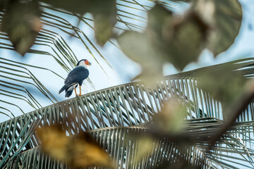 Wall Mural - crested caracara bird in Costa Rica on a palm tree