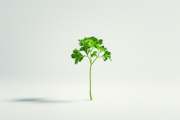 Poster - A close-up of a green plant with leaves arranged neatly on a white background, suitable for use in graphic design or as a background image