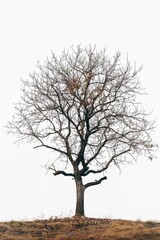 Poster - A single tree stands tall on a hill with no foliage, perfect for autumn or winter scenes