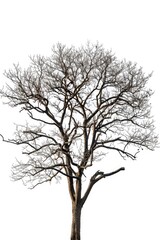 Poster - A bare tree standing alone on a plain white background, perfect for minimalist designs and concepts