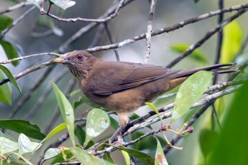 Clay-colored thrush, Turdus grayi