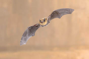 Poster - Flying Pipistrelle Bat in darkness