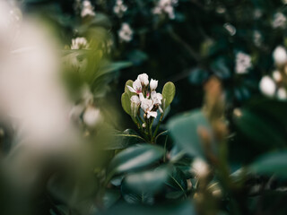 Poster - Spring flowers in the garden