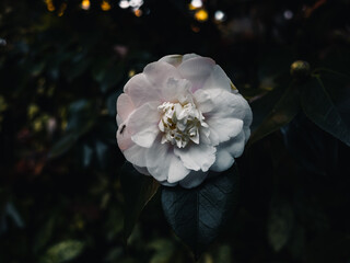 Wall Mural - Camellia flower in the garden