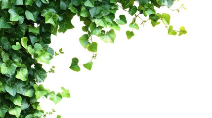 Lush Green Ivy Vine with Heart-Shaped Leaves on White Background