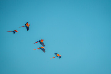 Wall Mural - flock of scarlet macaw birds fly flying group parrot 