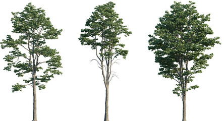 Wall Mural - set of tilia x europaea (known as the european lime, common lime, common linden) frontal set street 