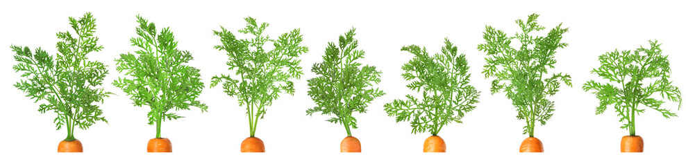 Wall Mural - Tops of carrots with green leaves isolated on white, set